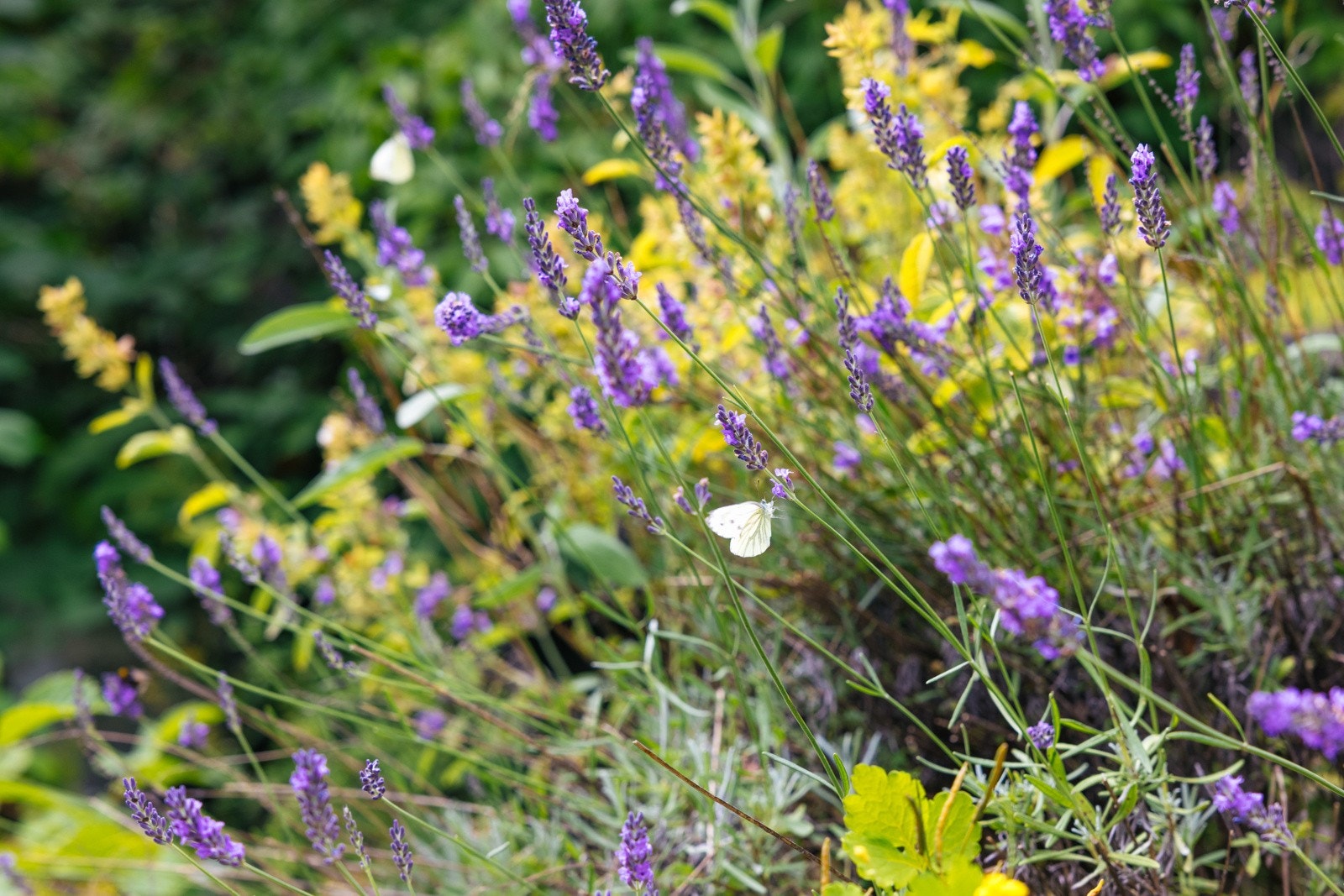 Detaljbilde Galleribilde