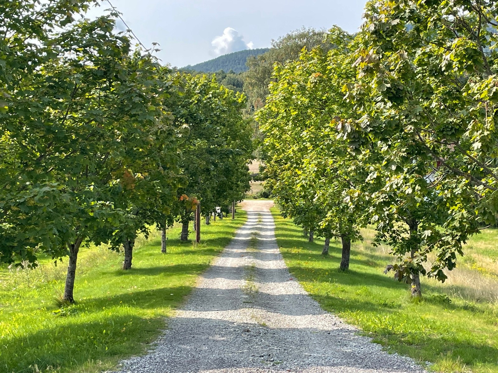 IMG_8469 Galleribilde