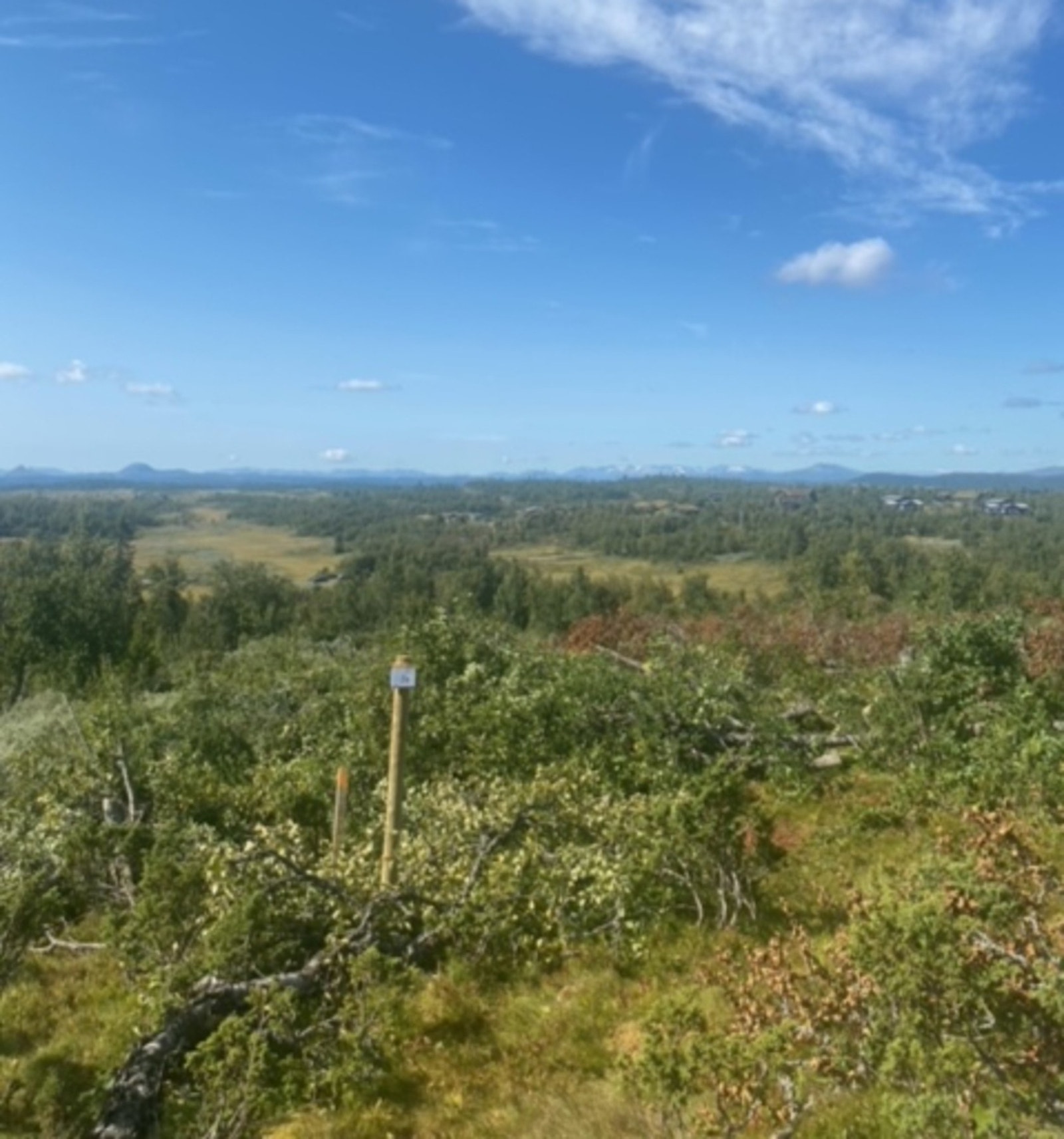 Foto fra tomteområdet Galleribilde