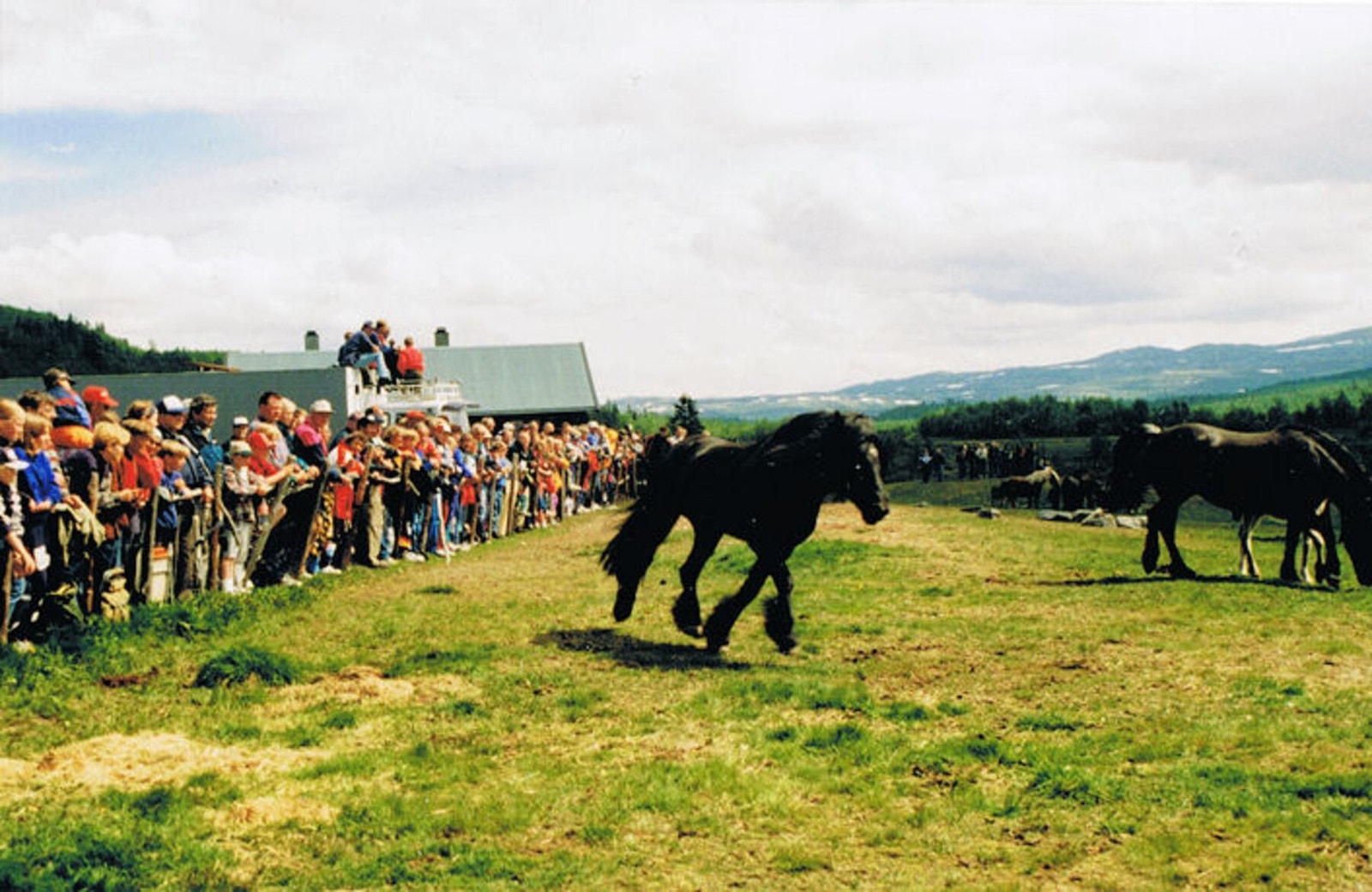 Hesteslipp på Lenningen Galleribilde