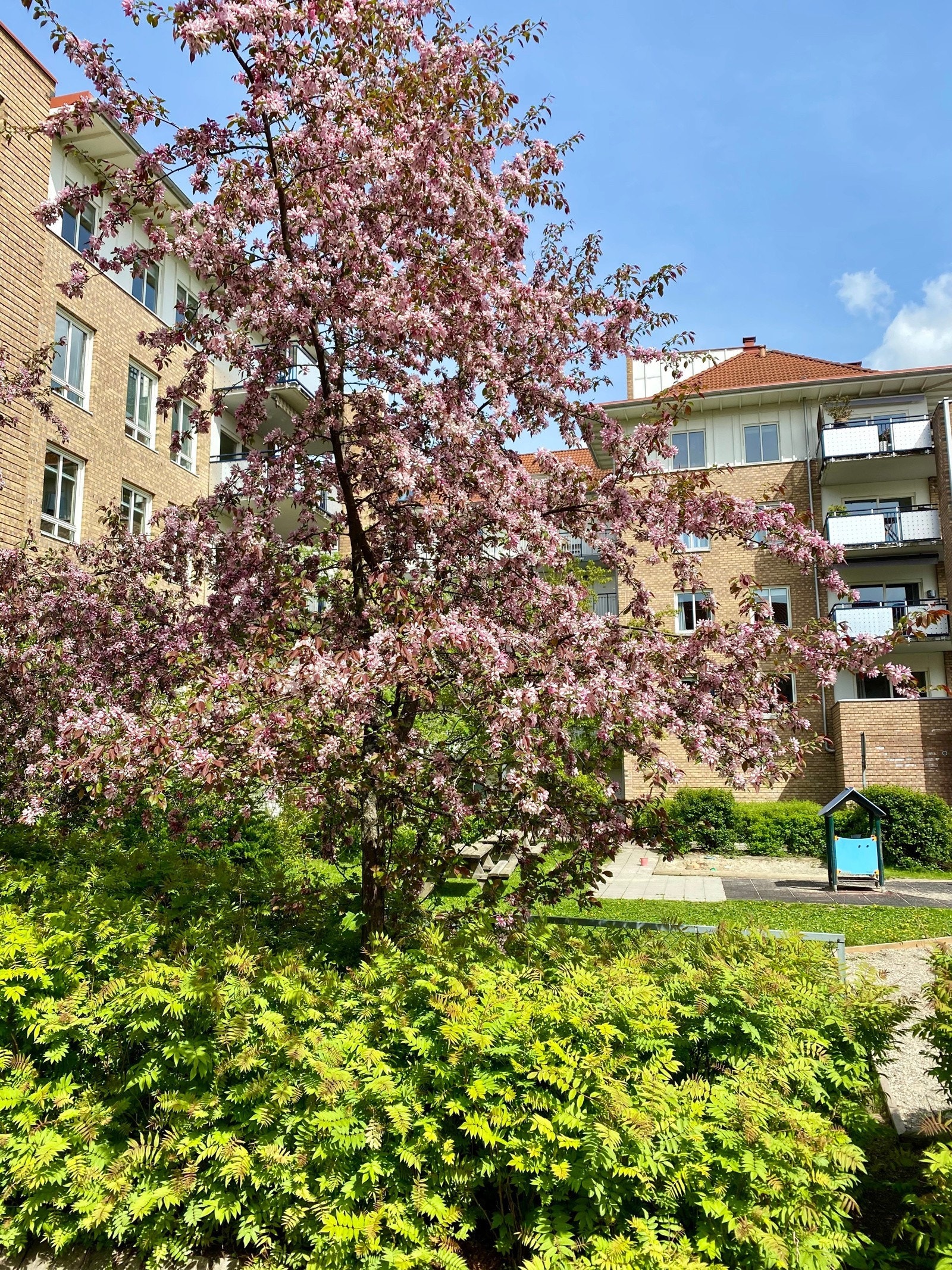 Borettslaget ligger rolig og tilbaketrukket på Sagene, med masse flott beplantning og pent opparbeidet tomt. Galleribilde