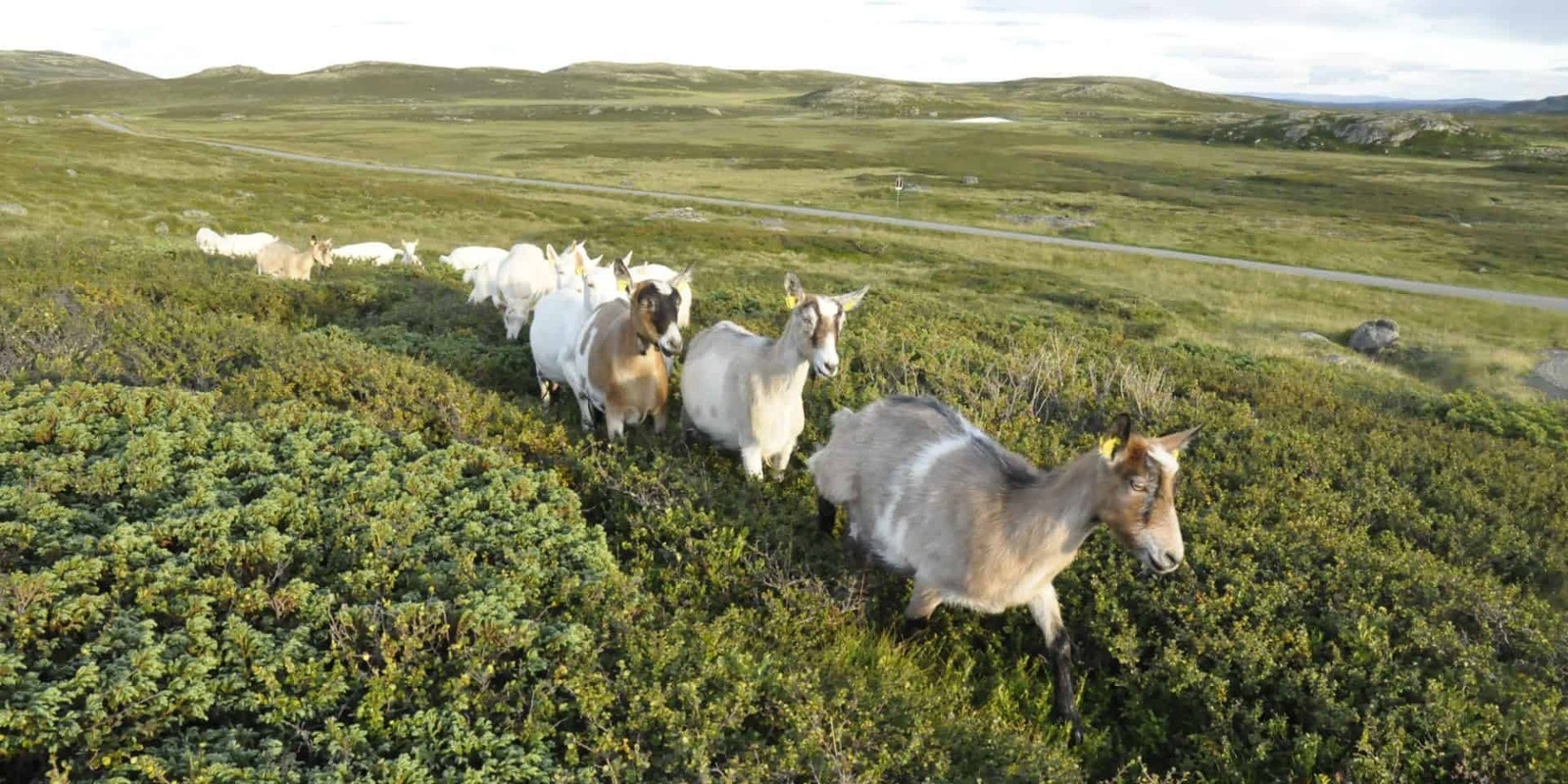 Fjellområde rundt Leveldåsen Galleribilde