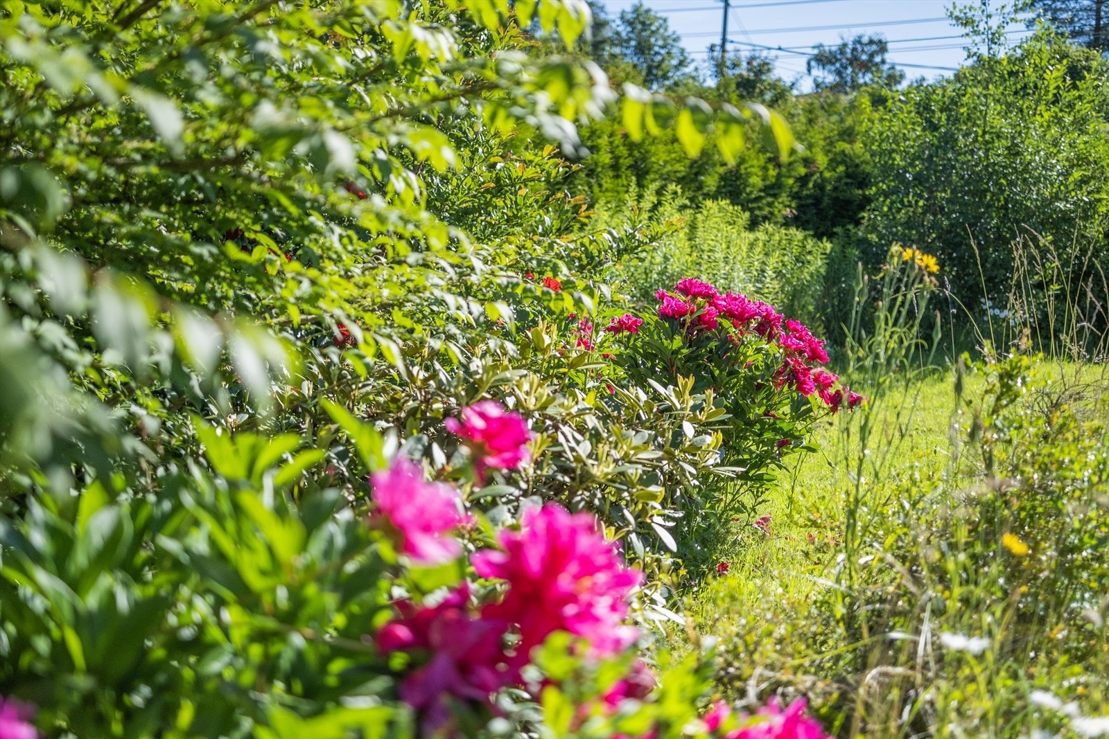 Hagen som omkranser hele boligen er pent opparbeidet, skjermet og meget innbydende. Galleribilde