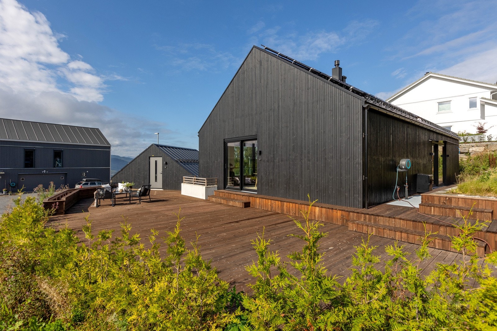 Tujahekk er etablert og vil etterhvert vokse seg større Galleribilde