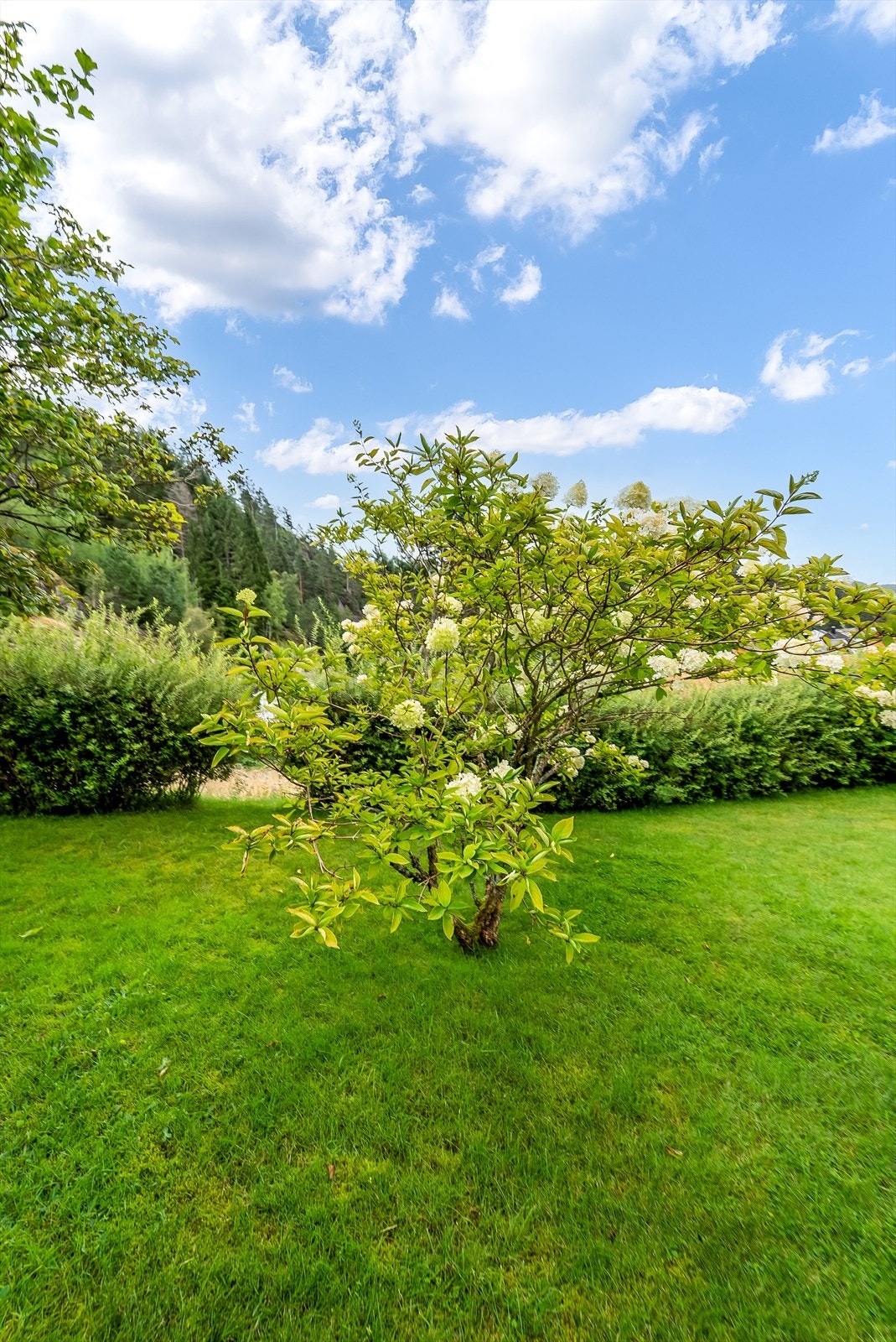 Rikt beplantet eiertomt. Galleribilde