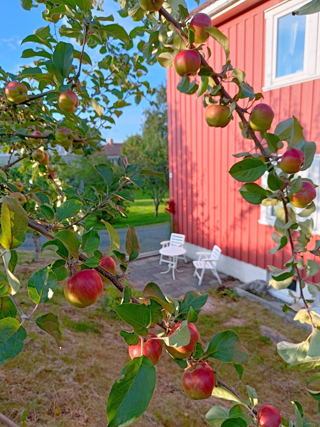 Borettslaget tilbyr gratis parseller til beboerne, hvor man kan dyrke grønnsaker, frukt og bærtre. Et fantastisk tilbud for de med grønne fingre! - Velkommen til visning! (selgers egne bilder) Galleribilde