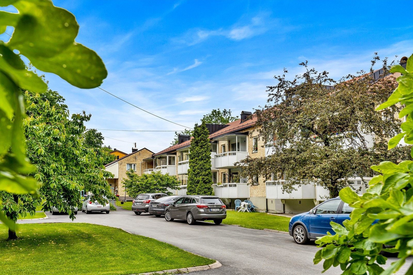 Flotte frukttrær i bakgården. Galleribilde
