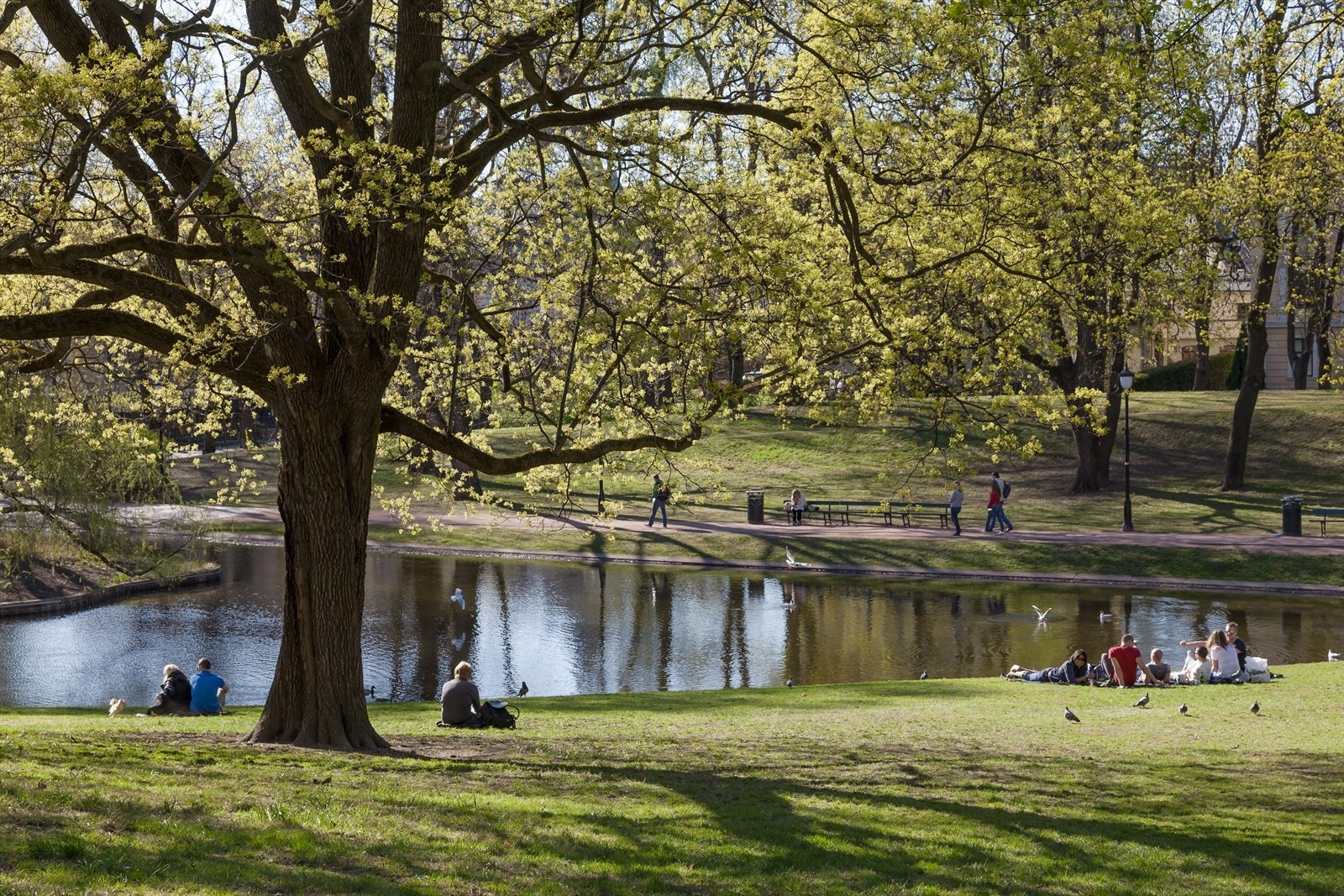 Slottsparken er i umiddelbar nærhet. En spasertur gjennom parken tar deg Nationaltheatret på et blunk. Galleribilde