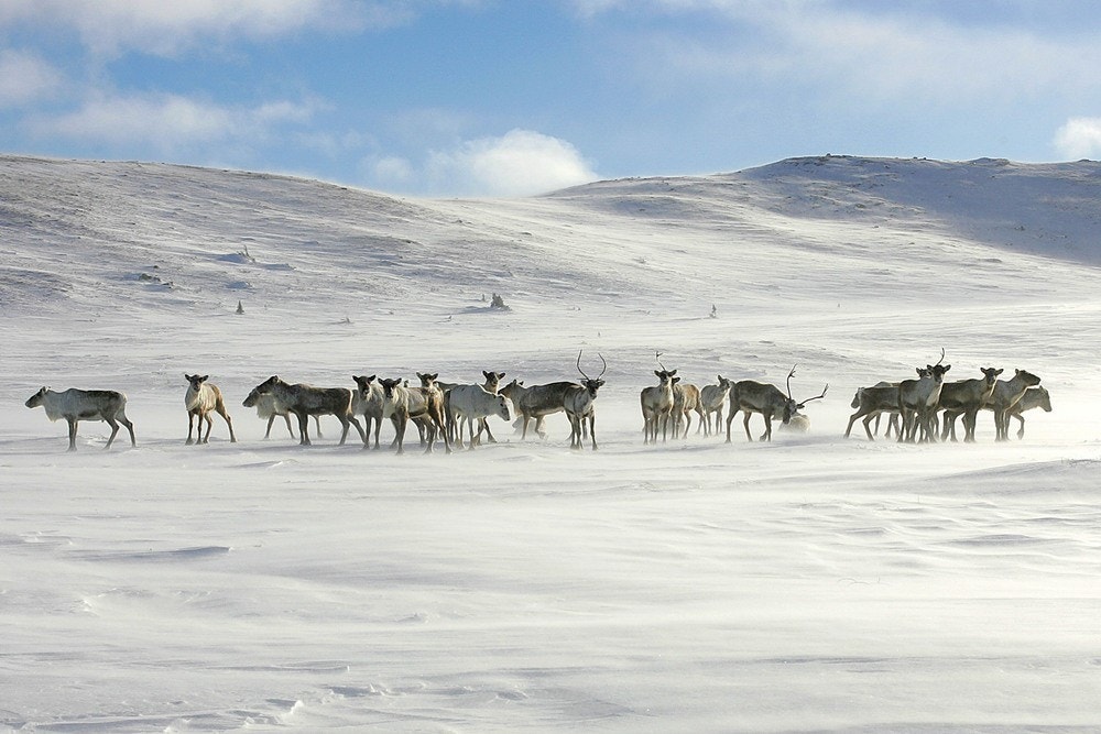 Nesfjellet kan by på fantastiske naturopplevelser Galleribilde