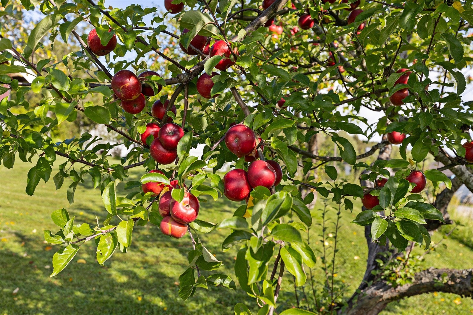 I hagen finner du flere epletrær. Galleribilde
