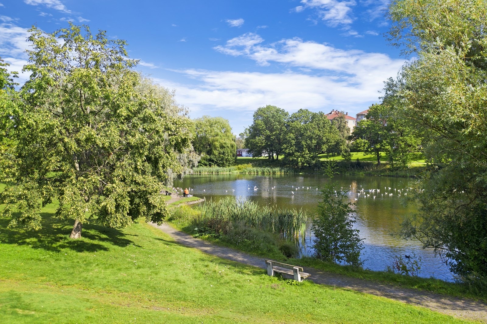 Andedammen på Hovin ligger kort vei fra boligen med idylliske grøntområder Galleribilde