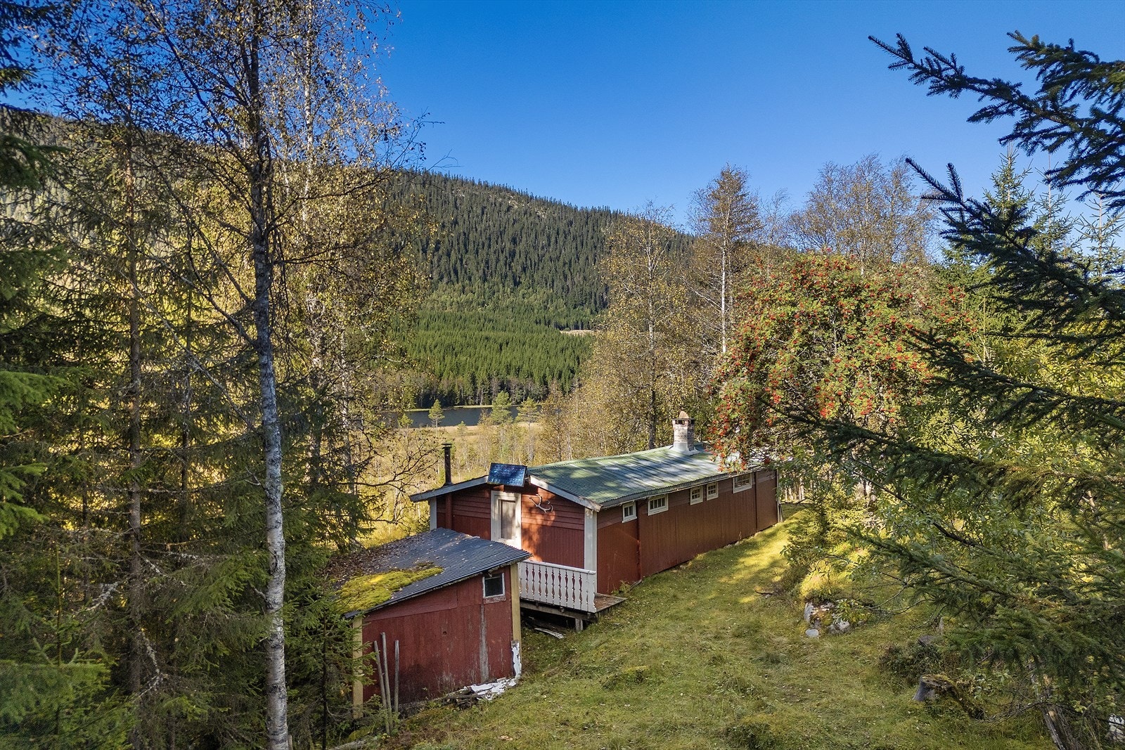 Punktfestet naturtomt rundt hytta. Galleribilde