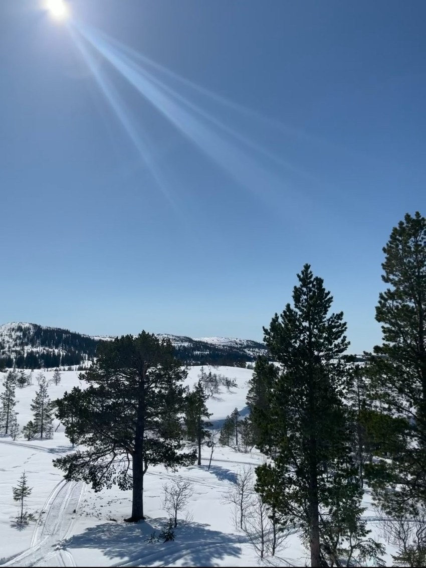 Bilde tatt av selger. Galleribilde