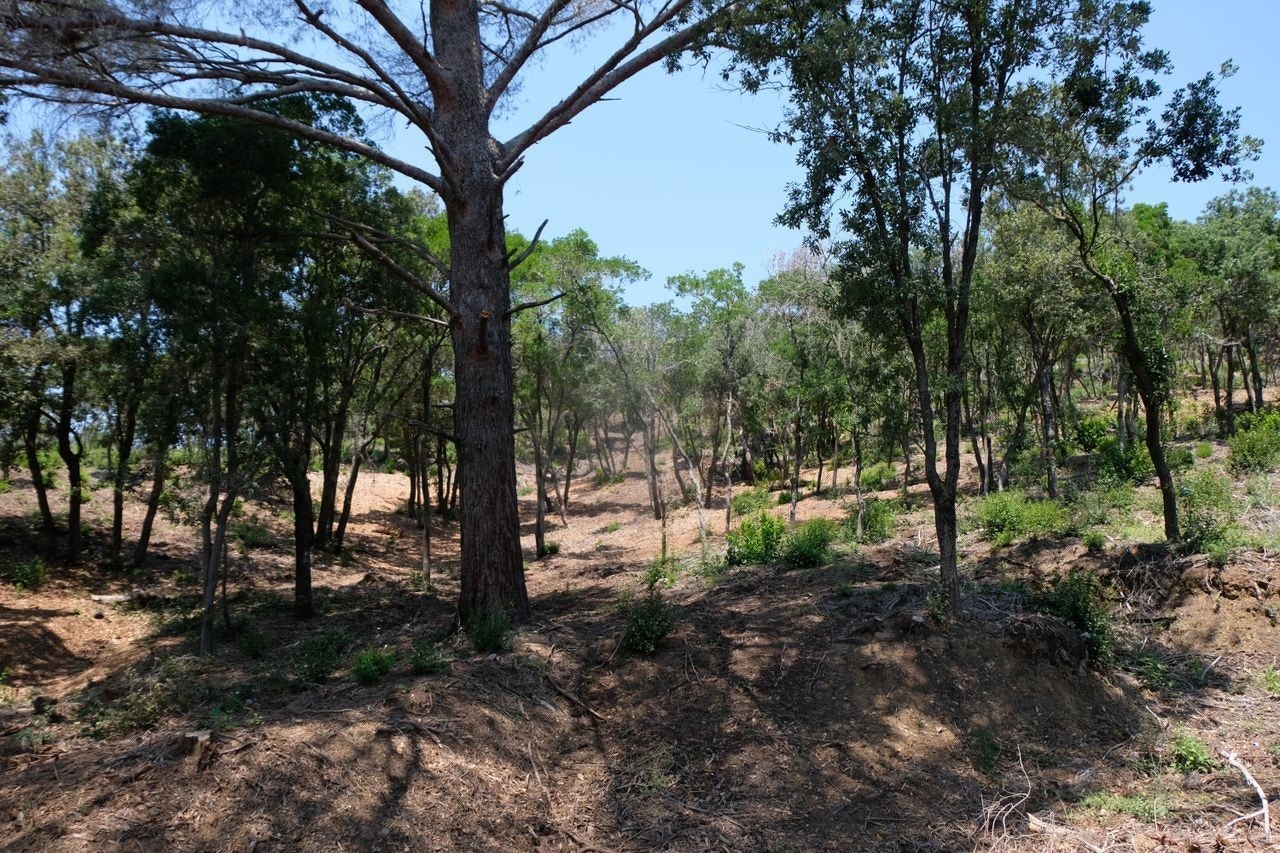 Huset grenser opp til en vakker skog. Galleribilde