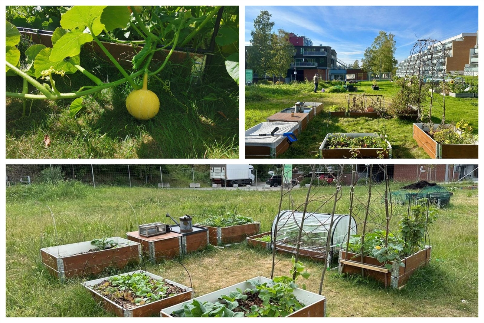 I Blystadlia er det parsellhage som man kan leie. Galleribilde