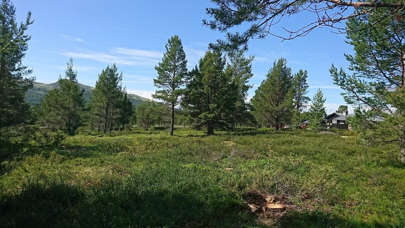 Tomten består i all hovedsak av naturtomt Galleribilde