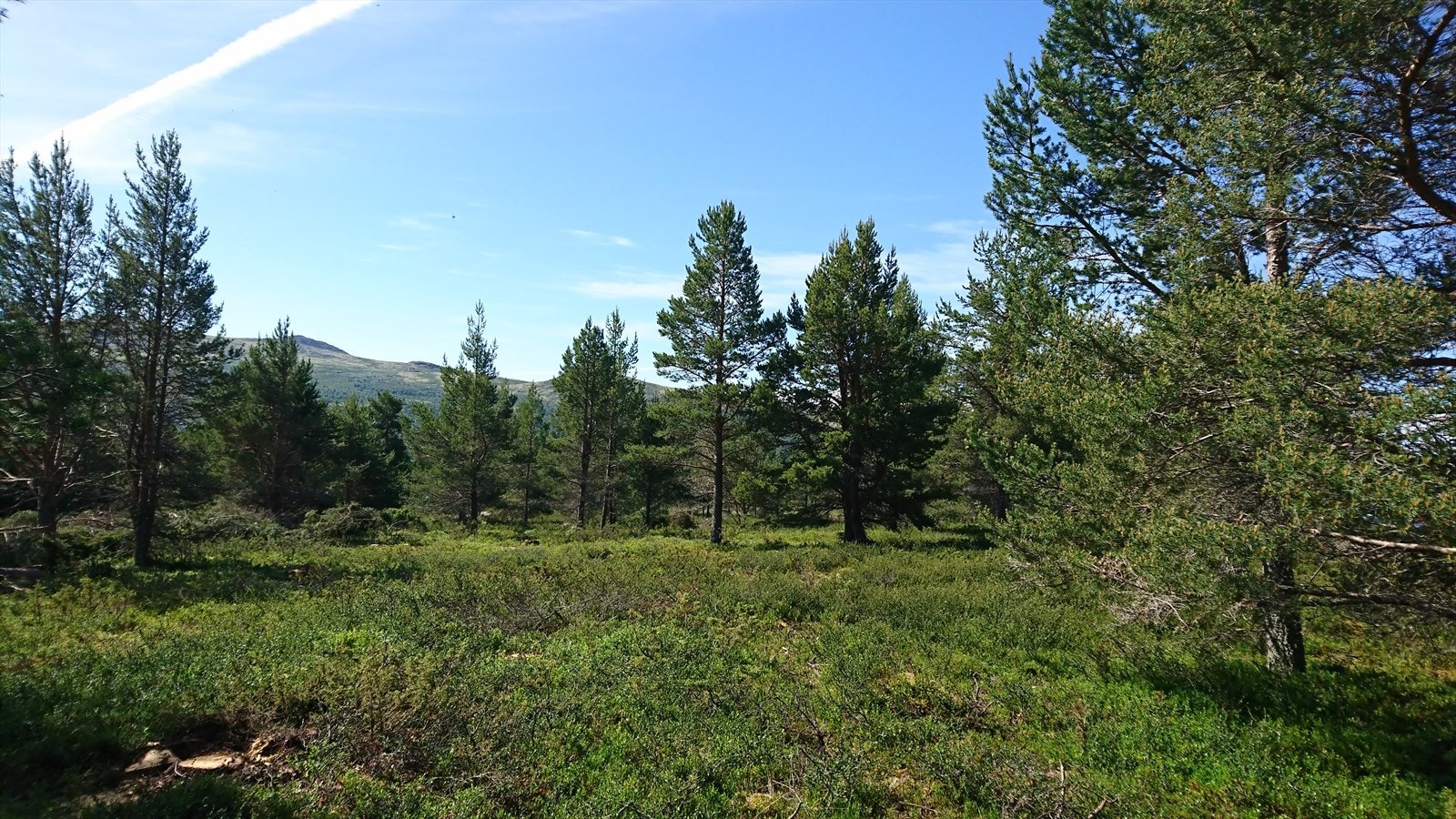 pro-OV23tfHs.jpeg Galleribilde