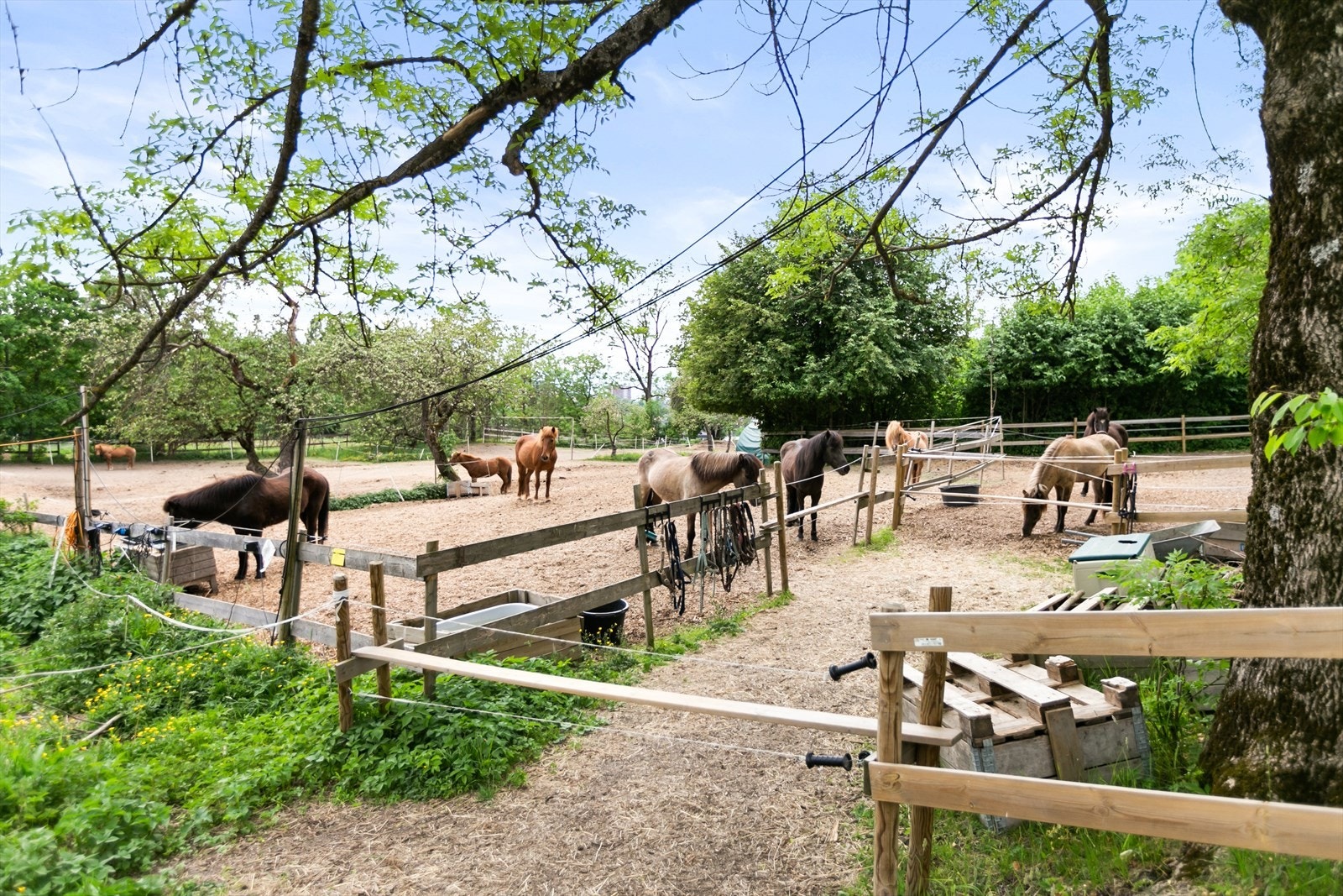 Flotte hester som man kan besøke. Galleribilde