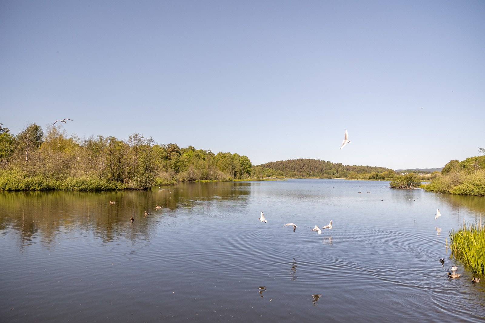 Østensjøvannet naturreservat, med sitt rike fugleliv, ligger bare 1,5 km unna. Galleribilde