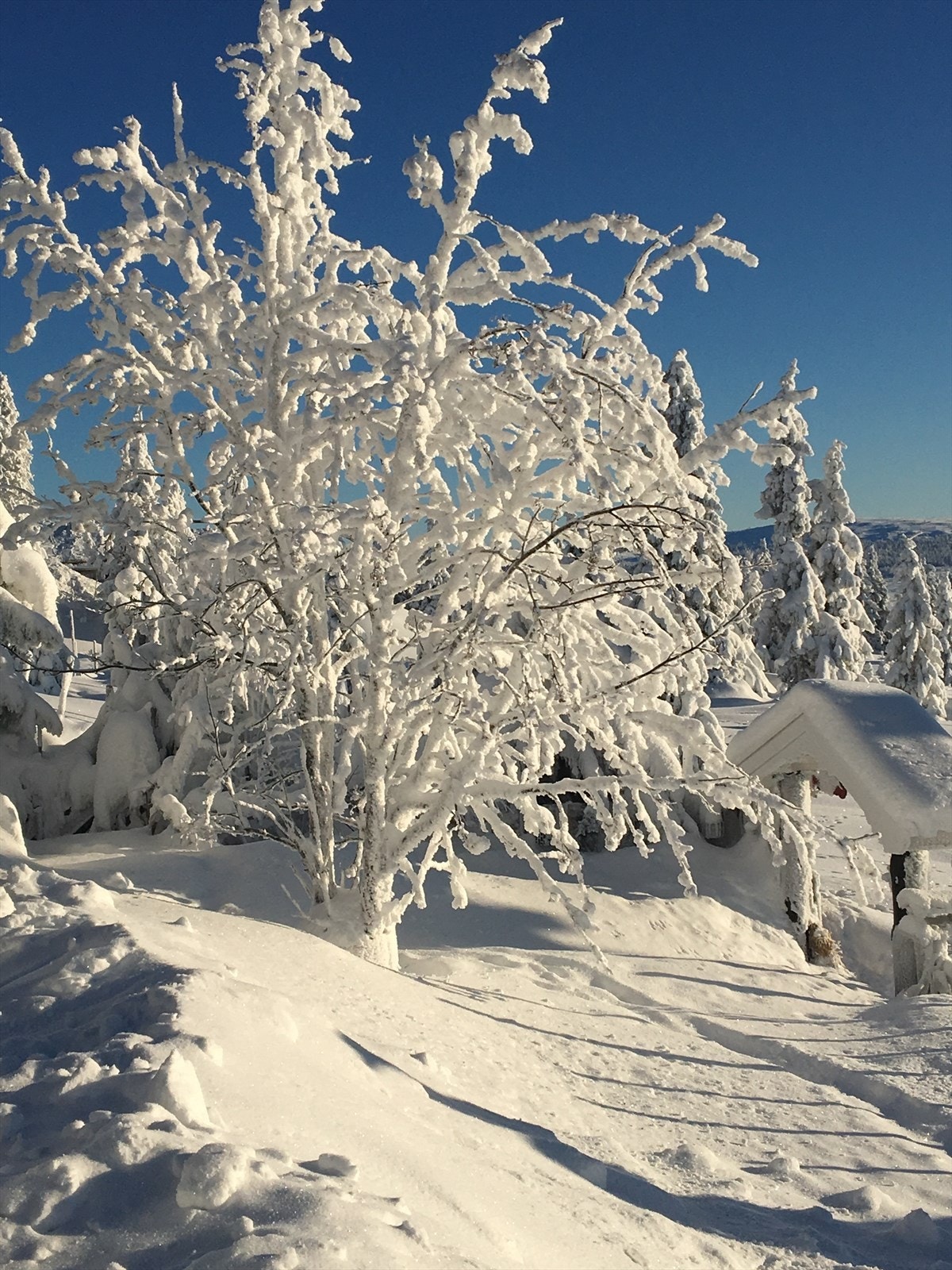 Dager som dette! Galleribilde