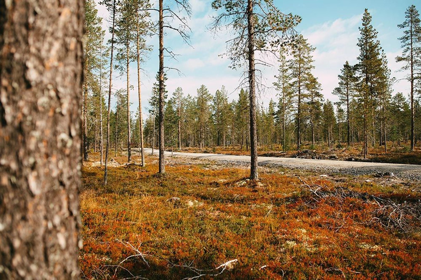 18 tomter selges samlet Galleribilde