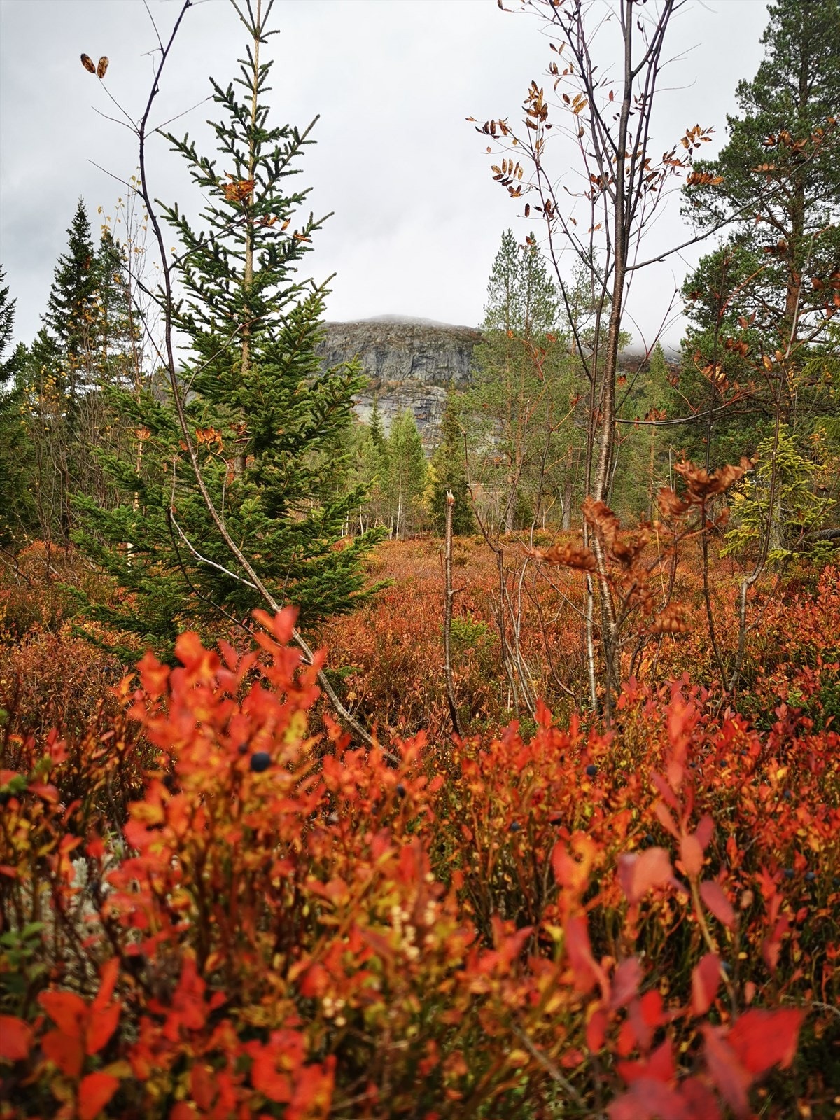 Selgers egne bilder fra området. Galleribilde