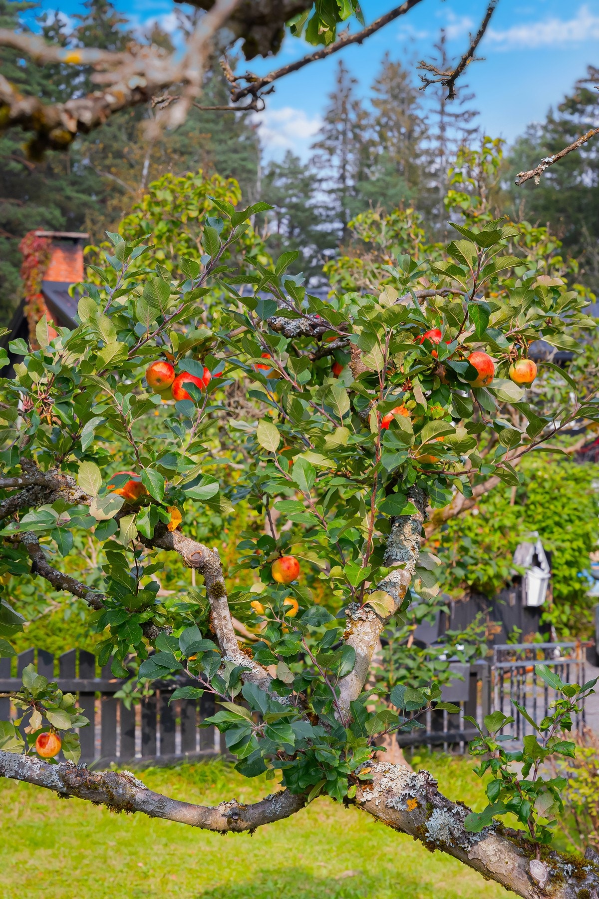 Her kan du plukke epler i egen hage Galleribilde