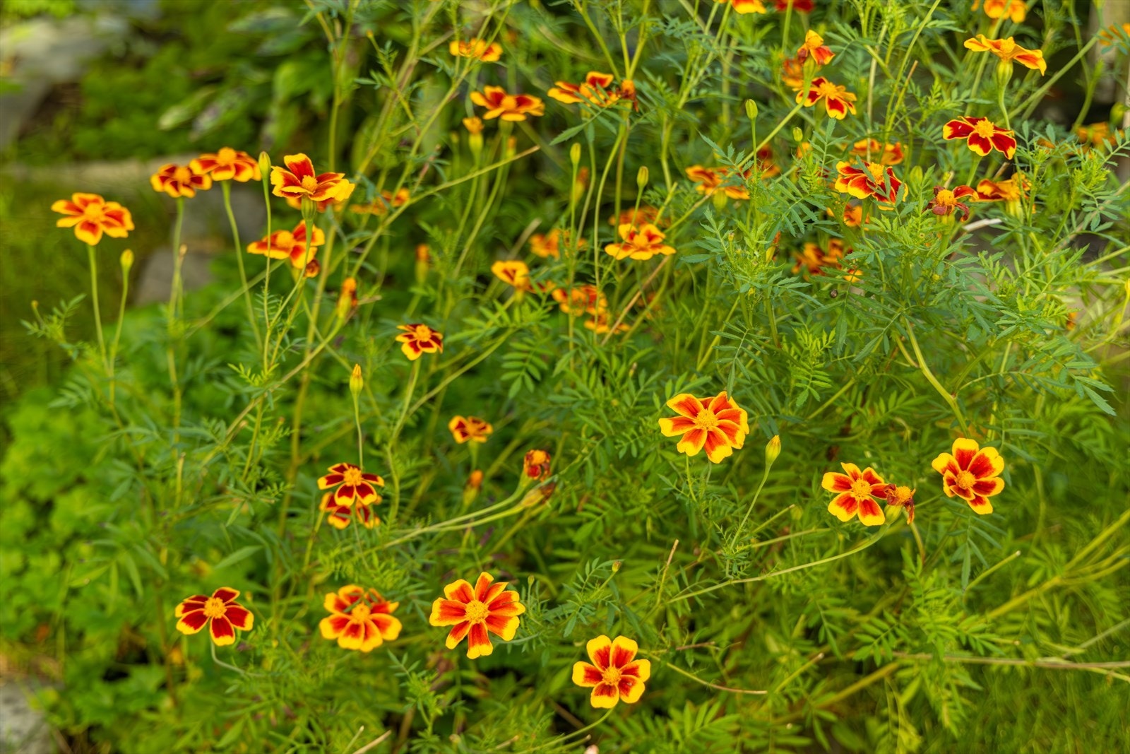 Vakker beplantning i bakgården Galleribilde