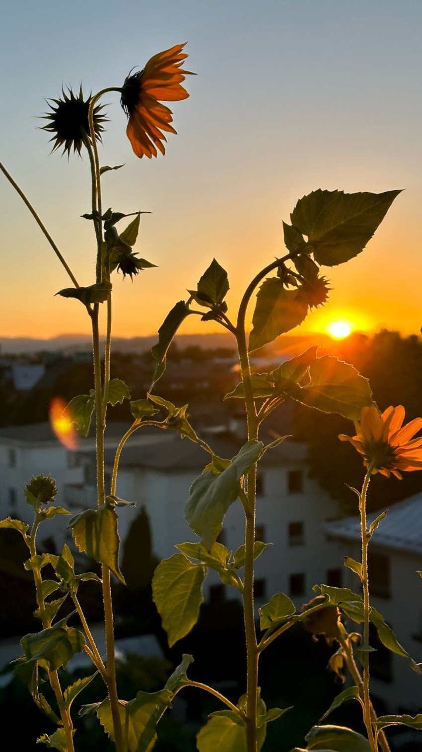 Stemning - selgers private bilde Galleribilde