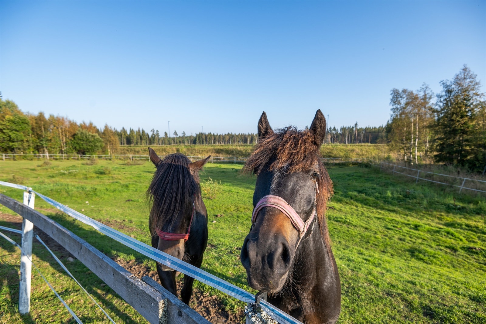 Eiendommen er tilrettelagt for hestehold, og med en rekke inngjerdede beiter og uteganger Galleribilde