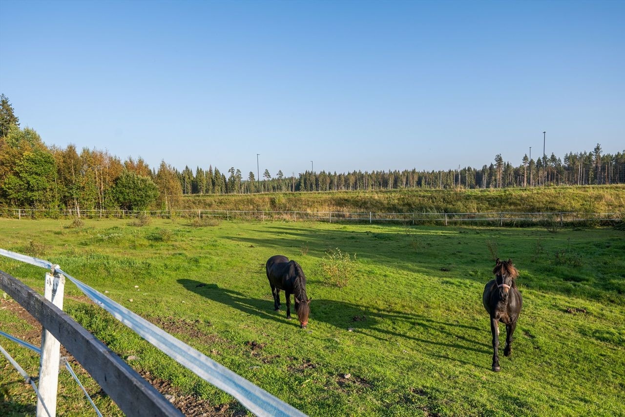 Beite sør for rundbanen Galleribilde