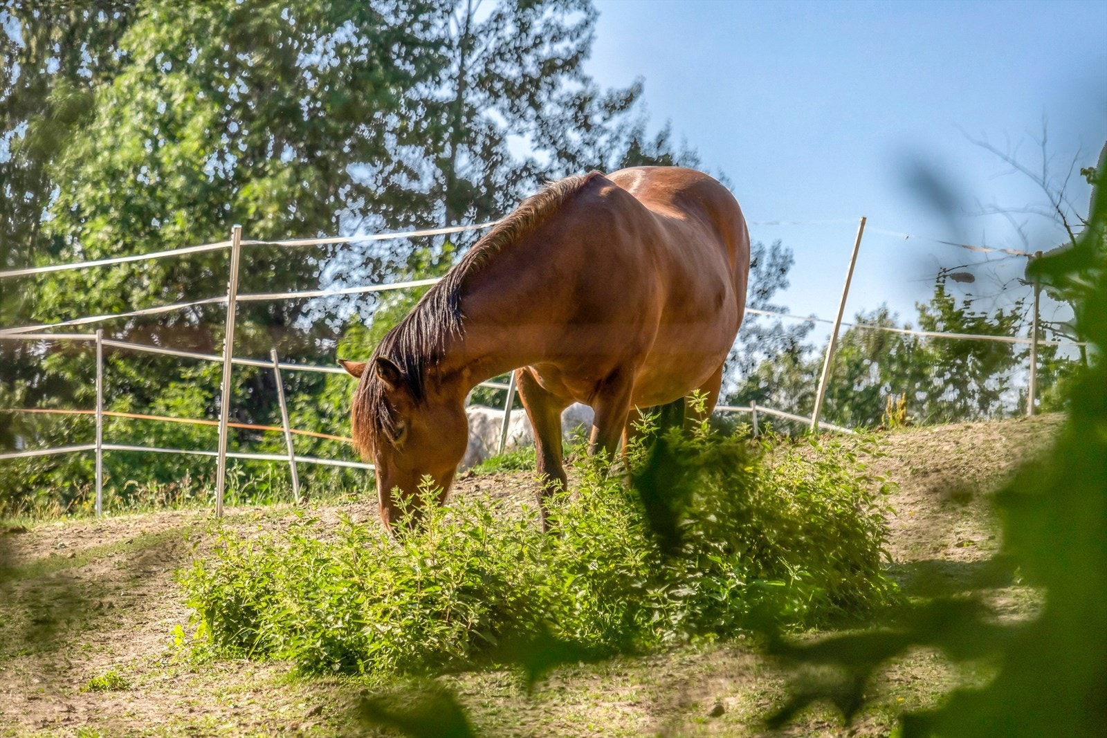 Tveten gård med hester. Galleribilde