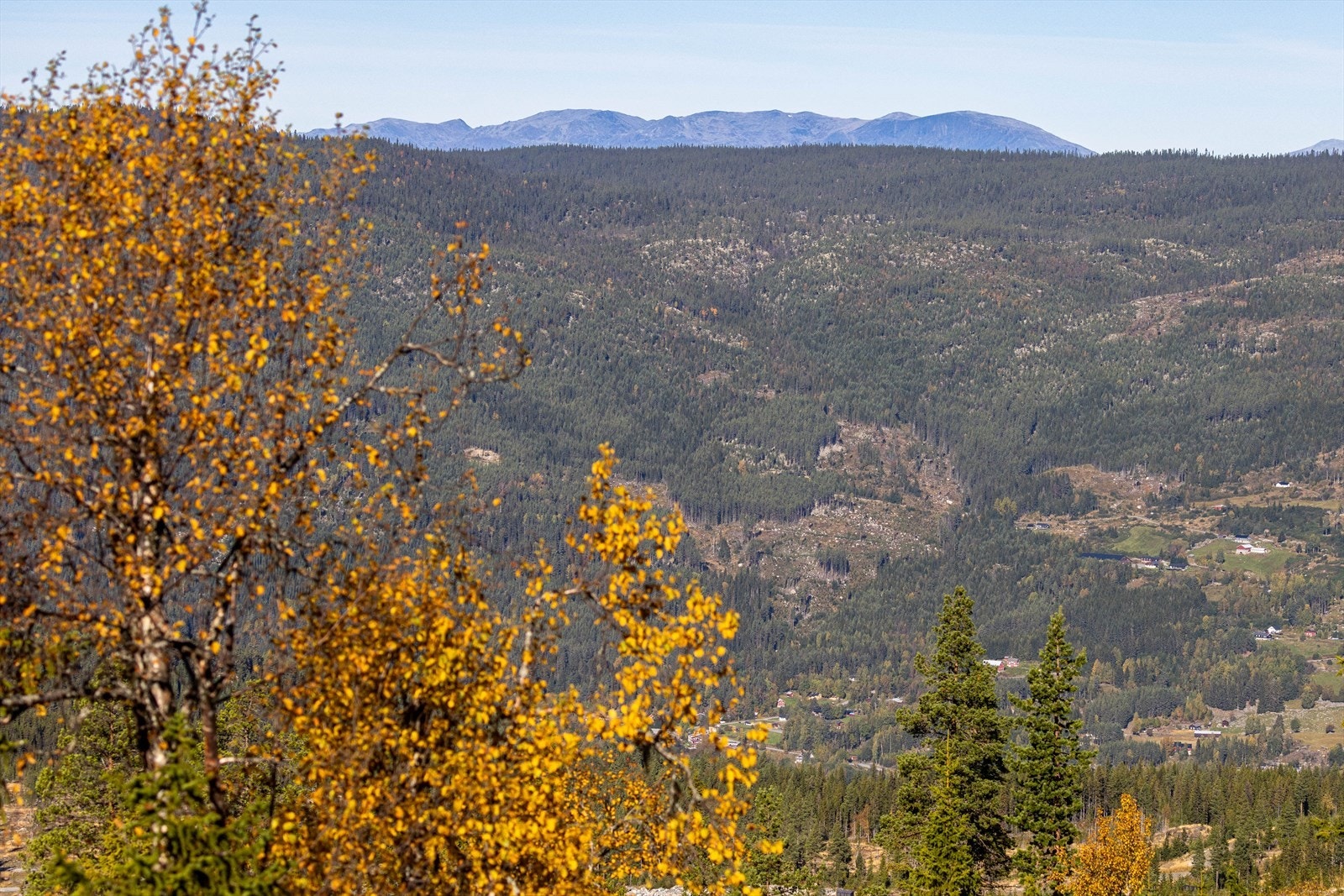 Utsikt mot Skogshorn i Hemsedal Galleribilde