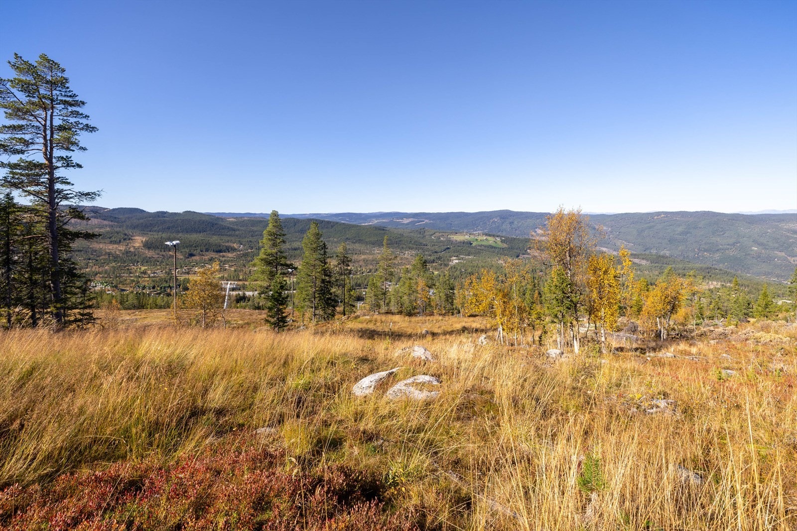 OlafRodega rdsVeg_75-10.jpg Galleribilde