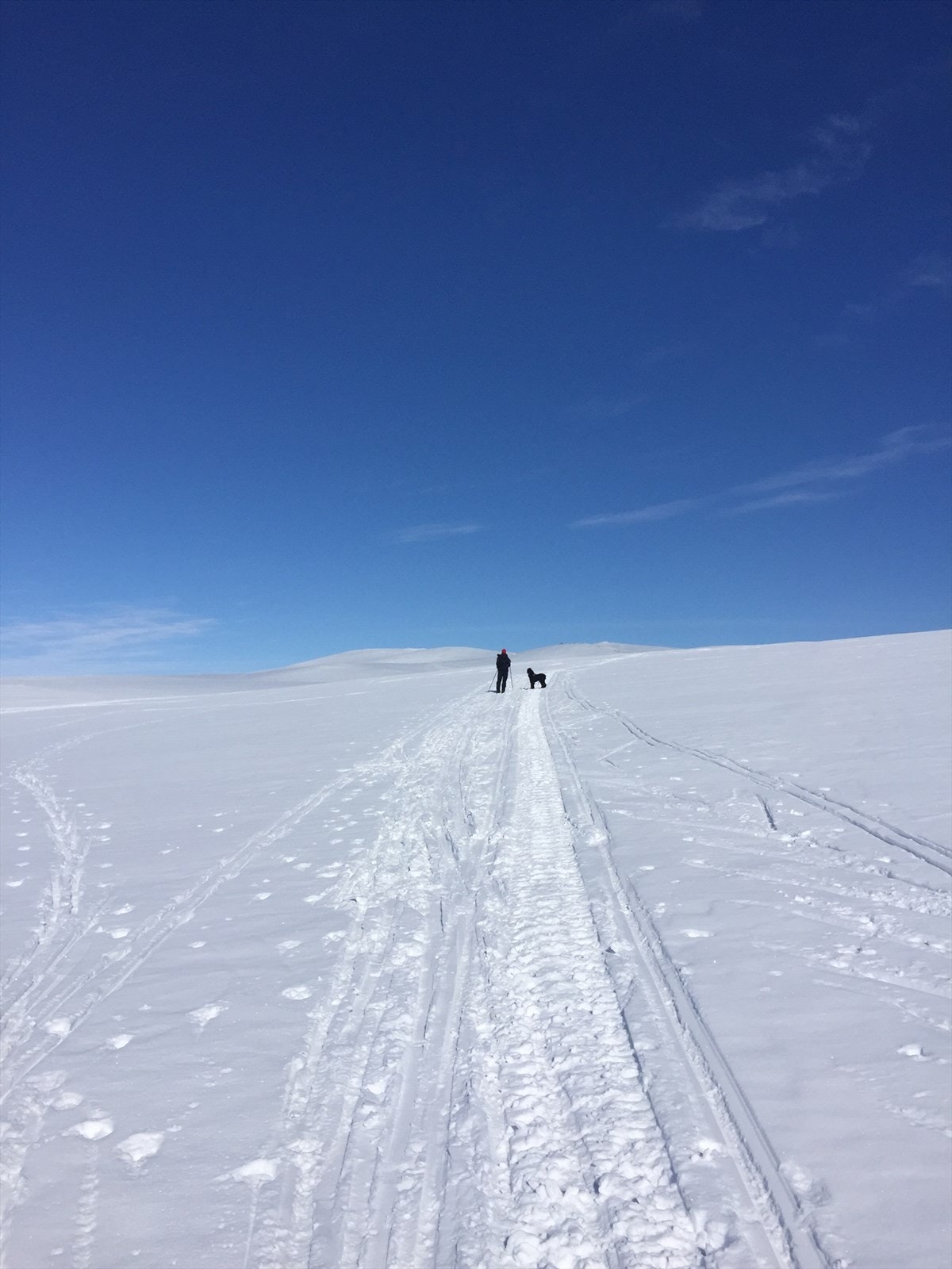 Et fantastisk skiterreng på høyfjellet Galleribilde