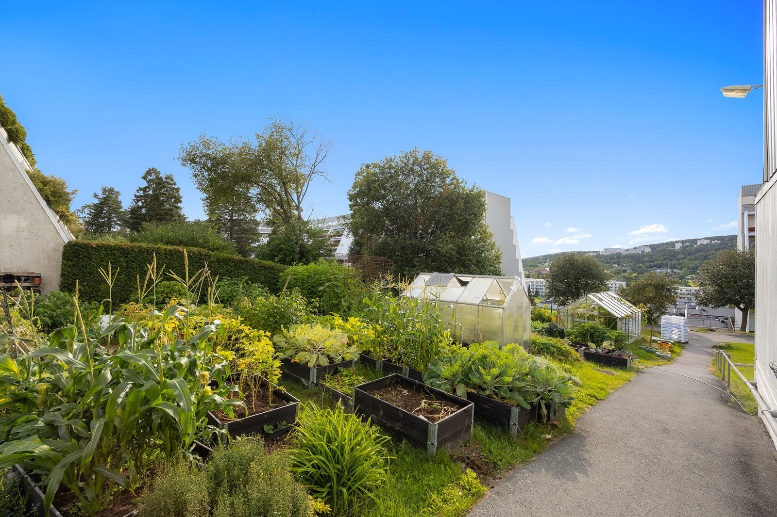 Felles hageområde med plantekasser og drivhus Galleribilde
