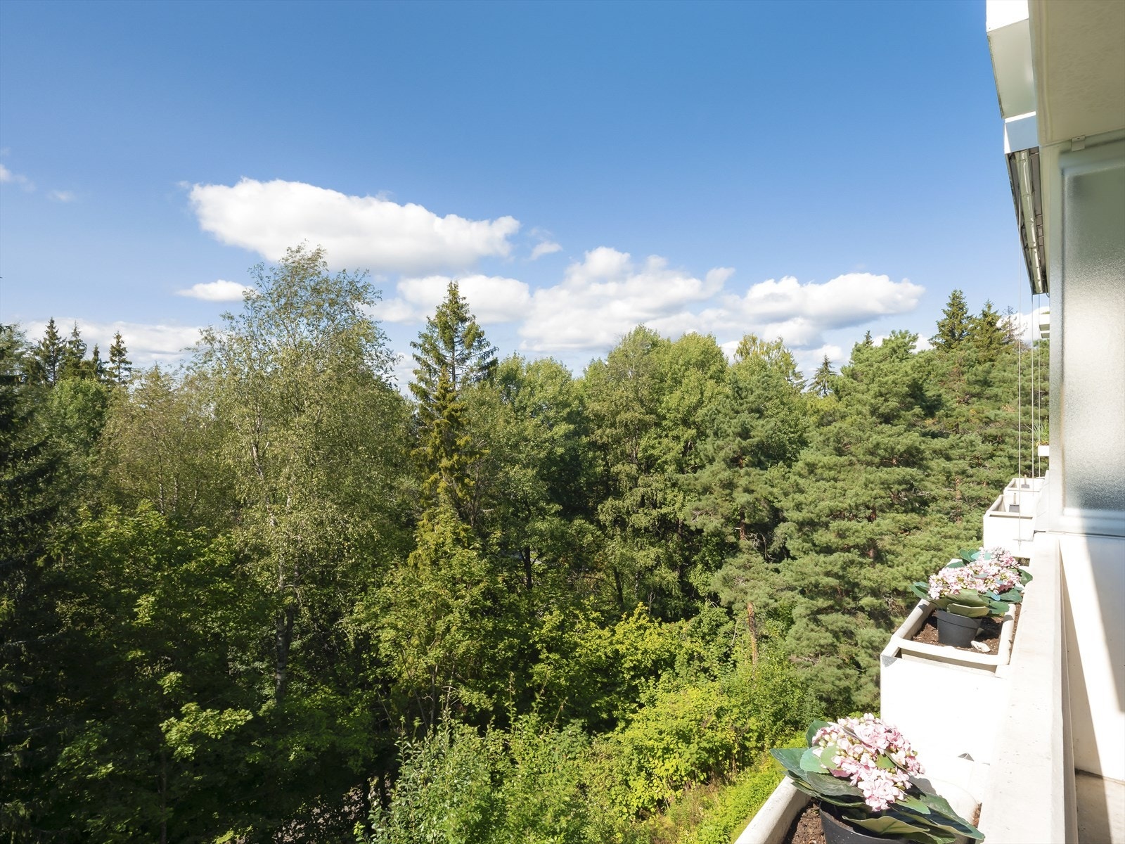 Balkong med utsikt over frodig skog. Galleribilde