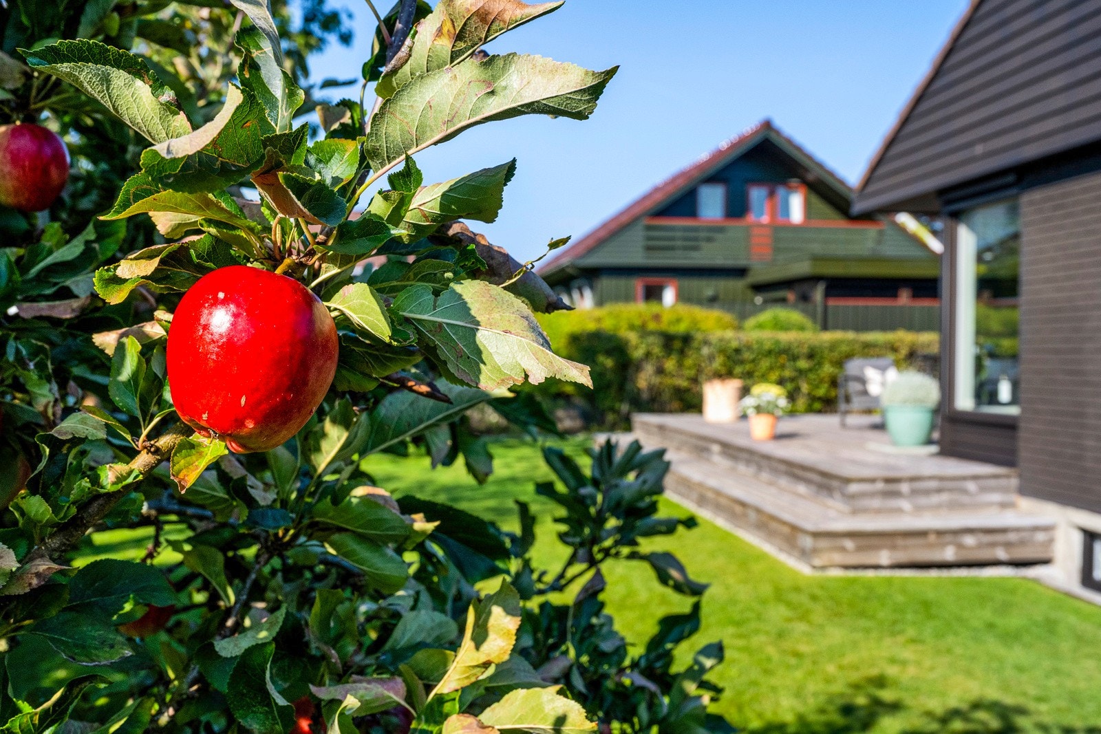 Hagen har plen, epletre og annen beplantning, og det hele er inngjerdet med hekk som gjør det mer privat. Galleribilde