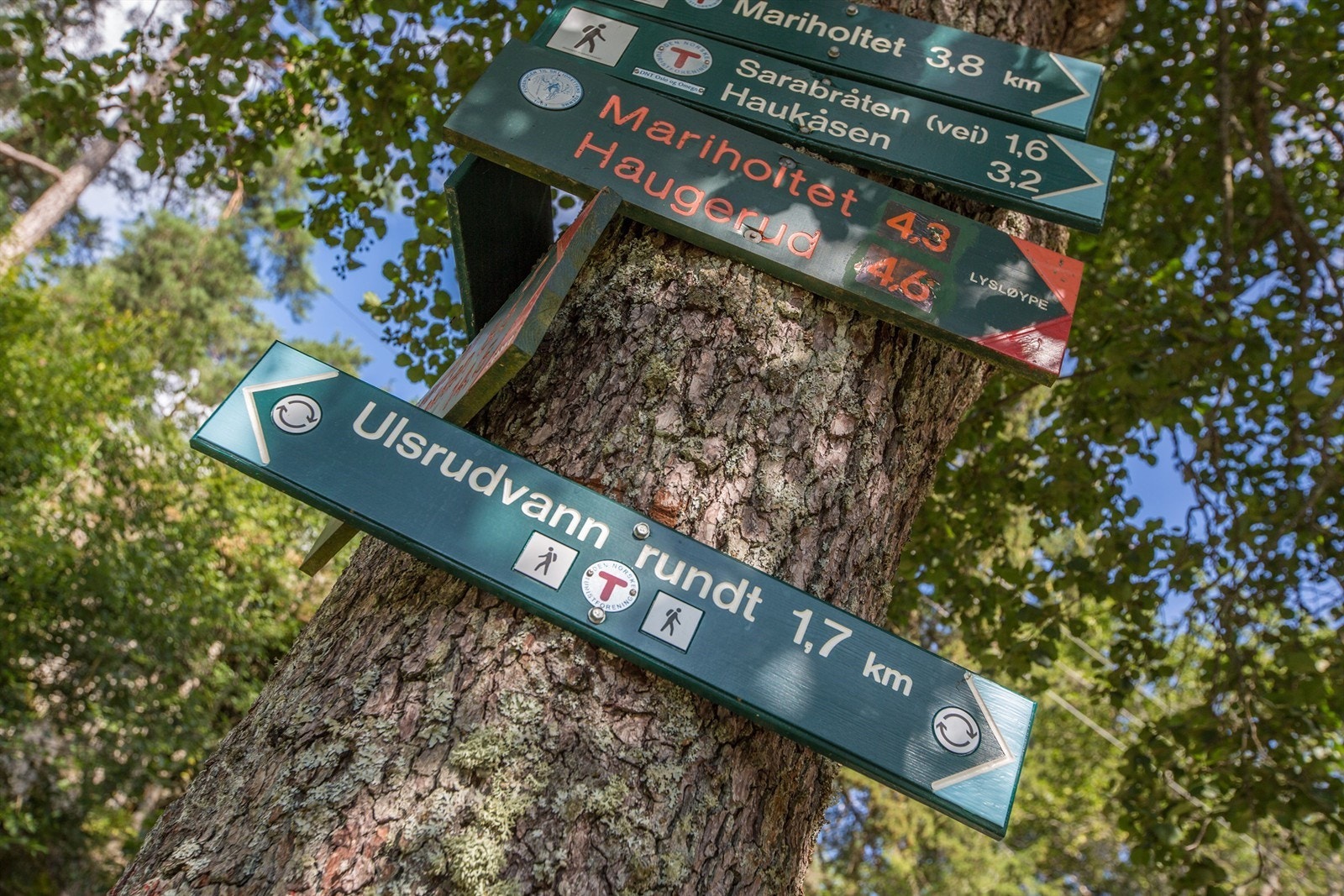 Kan en tur i marka friste? Galleribilde