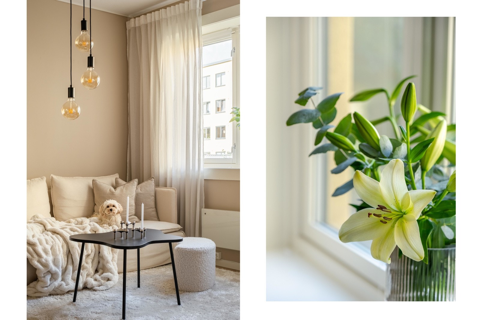 Dette er Kevin! Han ønsker å informere om at det er tillatt med husdyr i borettslaget, så lenge de er snille og greie. Galleribilde