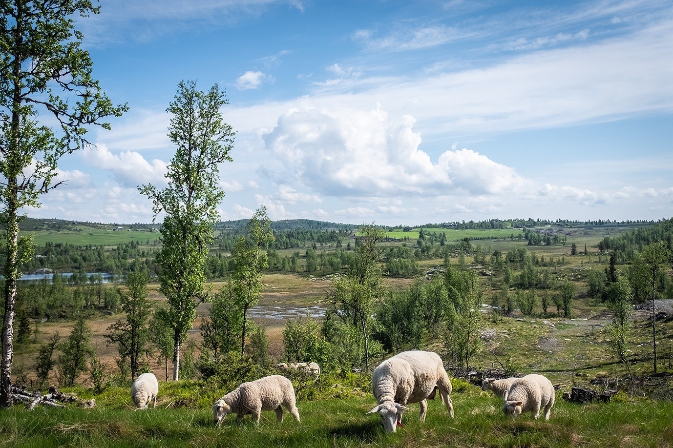Området – sommer Galleribilde