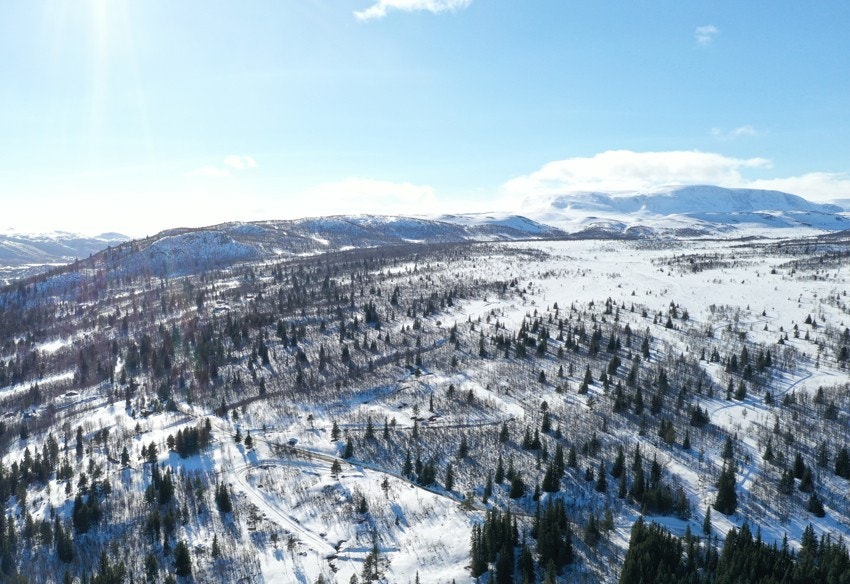 Winterwonderland. Galleribilde