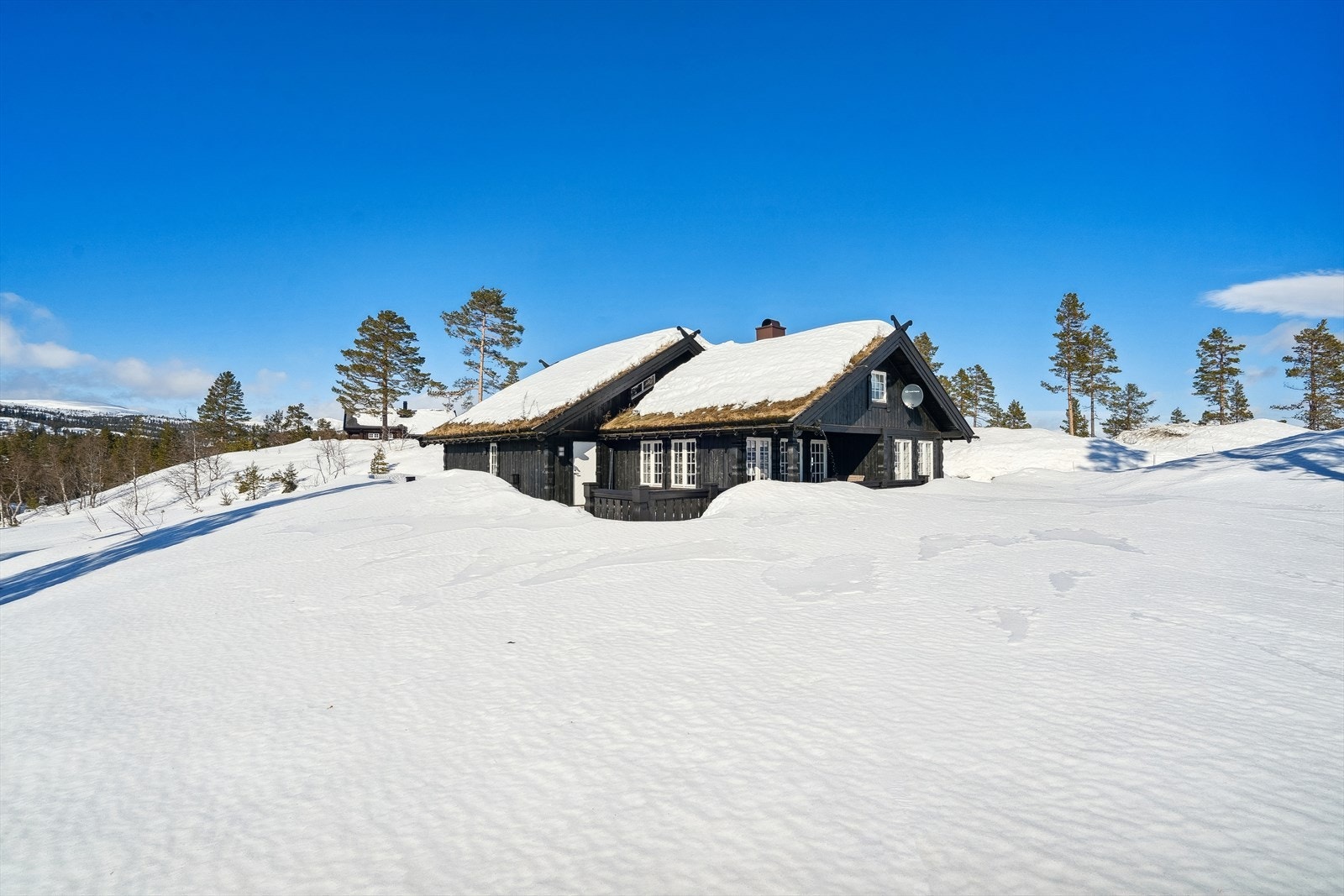 Kongen på hauen Galleribilde