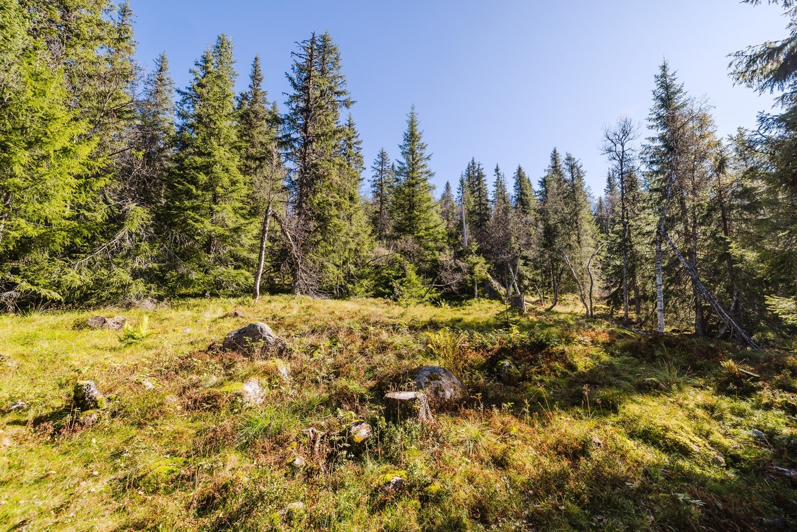 Tegninger av tidligere godkjente tiltak kan oversendes om ønskelig. Galleribilde