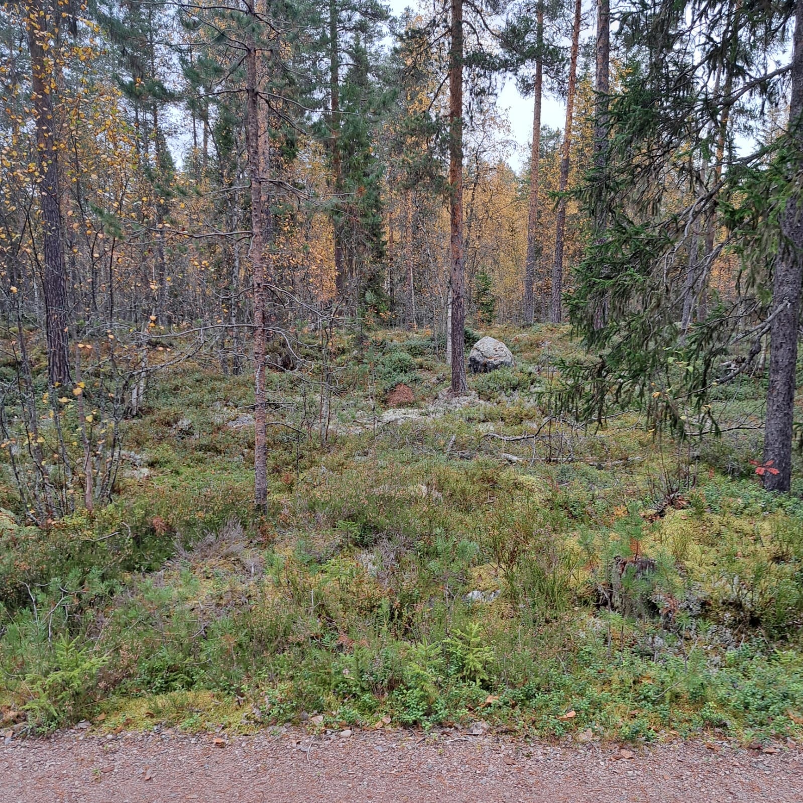Området har snøscooterled som tar deg til vakre naturområder, snaufjellet, frikjøringsområder i Gørdalen og inn til Sverige. Galleribilde