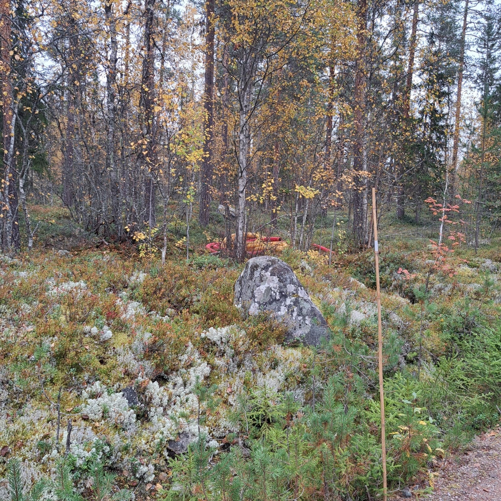 En stor fritidstomt på ca. 992m² som består av naturtomt med vegetasjon og trær. Galleribilde
