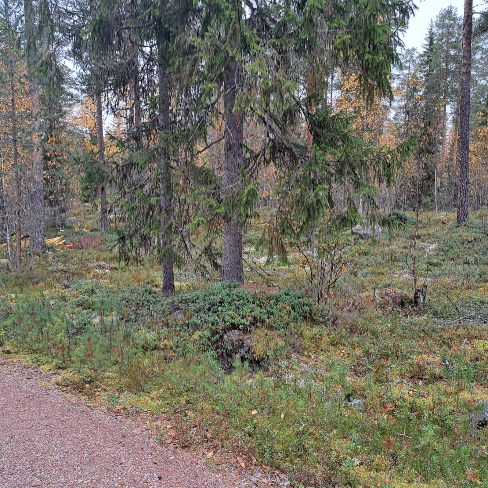 På vinterstid er det oppkjørte skiløyper like ved og kort avstand til Fulufjellet med både alpinanlegg og flotte fjellområder. Galleribilde