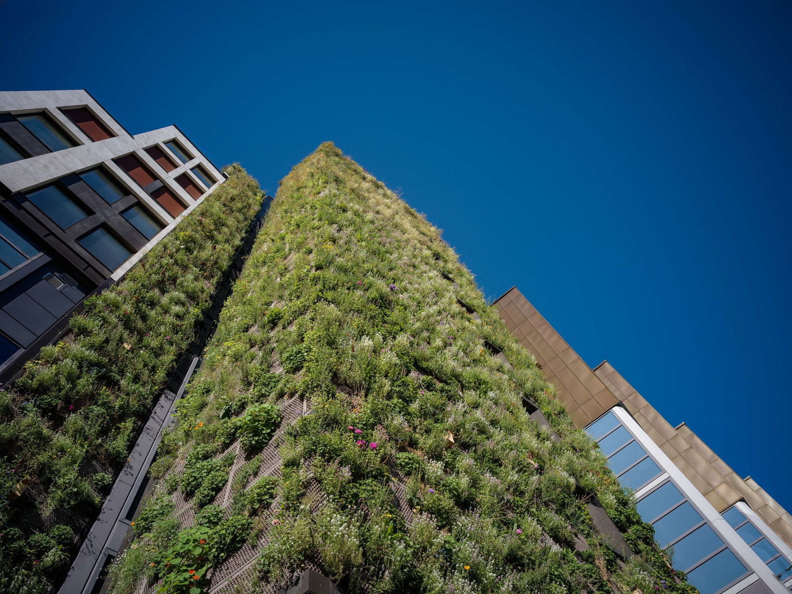 Flere deler av fasaden er dekket av planter og grønne vekster for å tilrettelegge for biologisk mangfold i byen Galleribilde