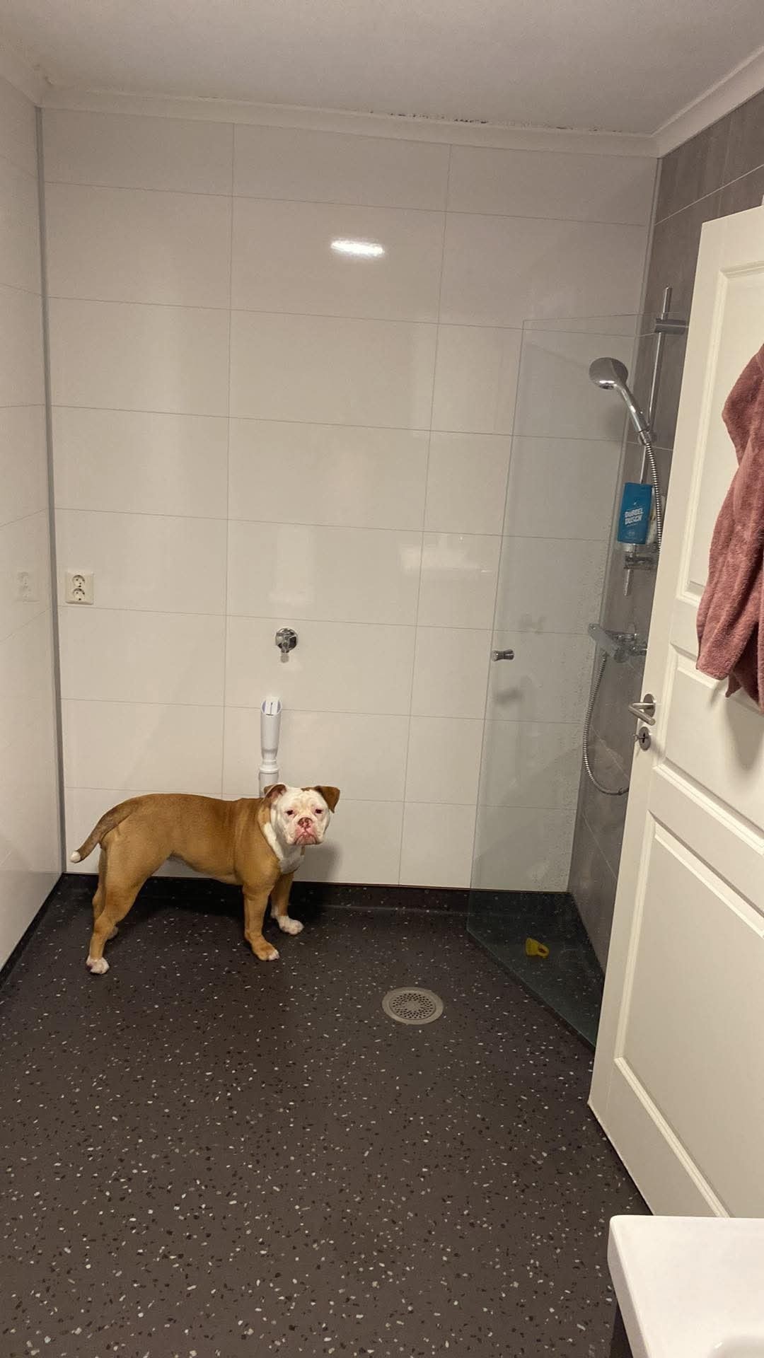 Hunden følger dessverre ikke med... Galleribilde