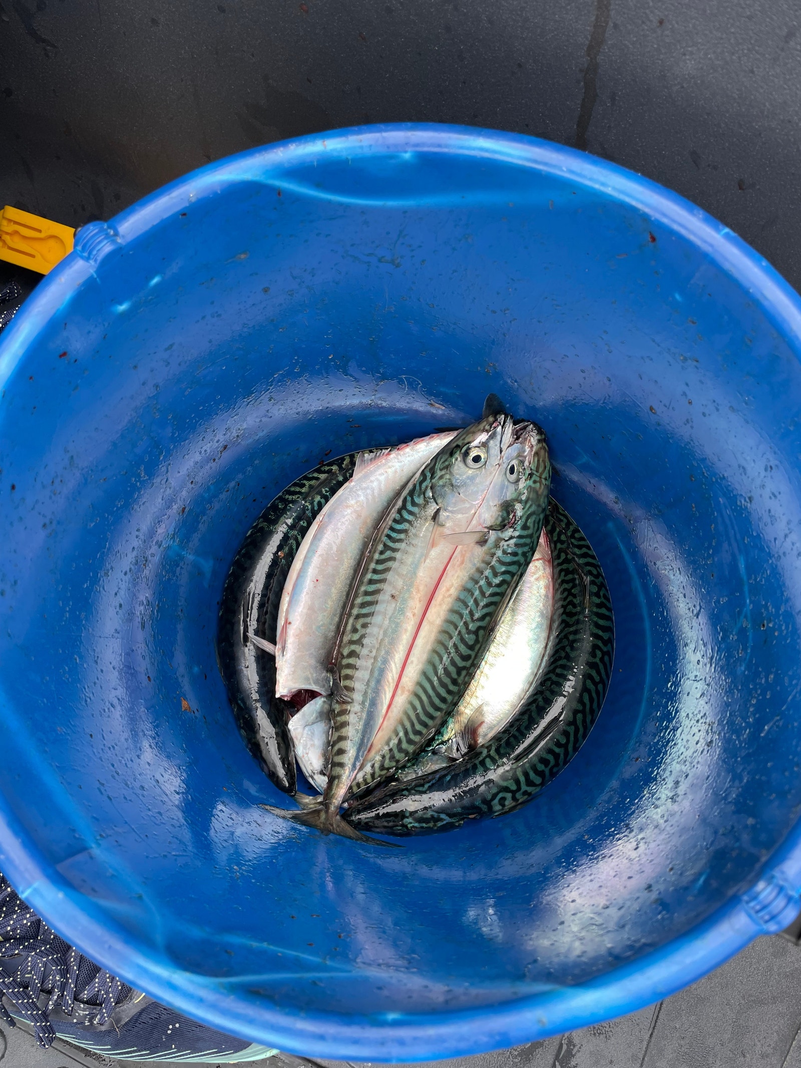 Makrell til middag 🎣 Galleribilde
